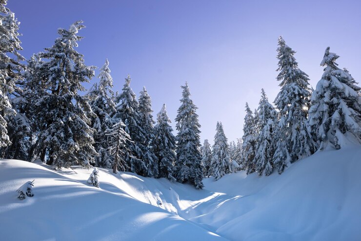 foret-enneigee-dans-neige-pins-montagne-recouverts-neige-par-temps-clair-paysage-montagne-hiver_513691-28